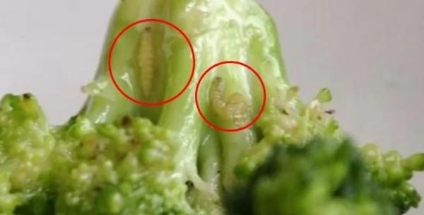 花椰菜的虫很难处理吗? 原来只要这样做