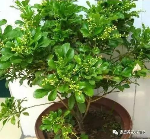 养花的几个浇水小妙招让花卉生长健壮 谁用谁知道!