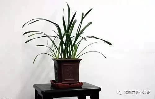 养花的几个浇水小妙招让花卉生长健壮 谁用谁知道!