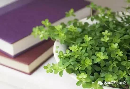 养花的几个浇水小妙招让花卉生长健壮 谁用谁知道!