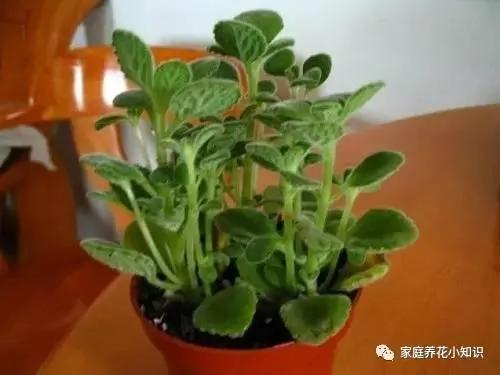 养花的几个浇水小妙招让花卉生长健壮 谁用谁知道!
