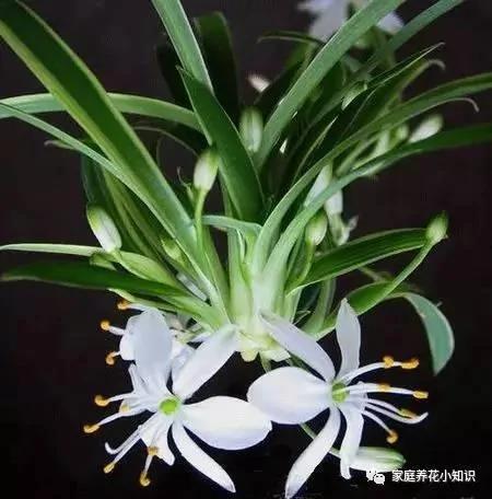 养花的几个浇水小妙招让花卉生长健壮 谁用谁知道!