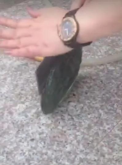 她费尽心力终于剖开了这个“巨大蛤蛎” 没想到里面竟然... 真是让她赚翻了!