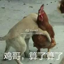 广东一女婿用无人机送红包 丈母娘绑上活鸡回赠
