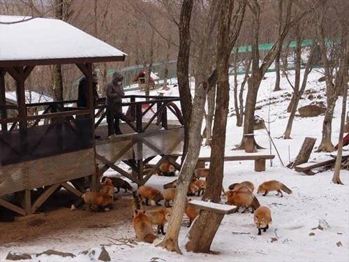 揭秘日本神秘“狐狸村”:遍地动物不怕人
