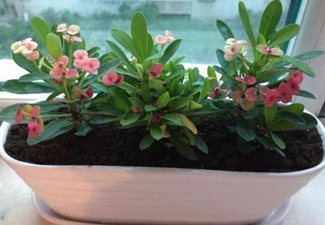 这些花一开就是一年半载 而且好看又好养 我只见过3种!