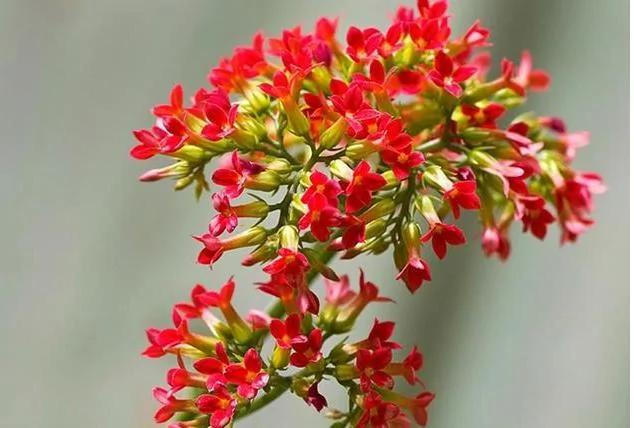 这些花一开就是一年半载 而且好看又好养 我只见过3种!