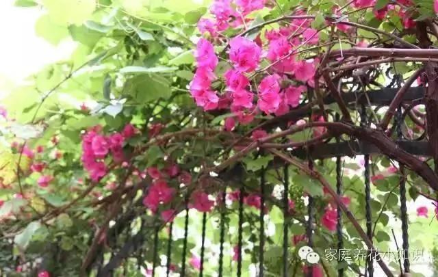 常用的十种藤本植物 打造美美的植物空间