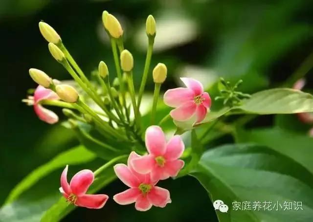 常用的十种藤本植物 打造美美的植物空间