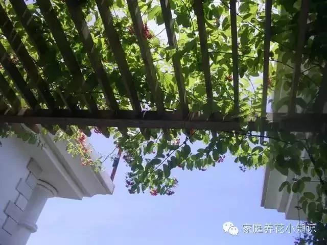 常用的十种藤本植物 打造美美的植物空间