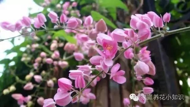 常用的十种藤本植物 打造美美的植物空间