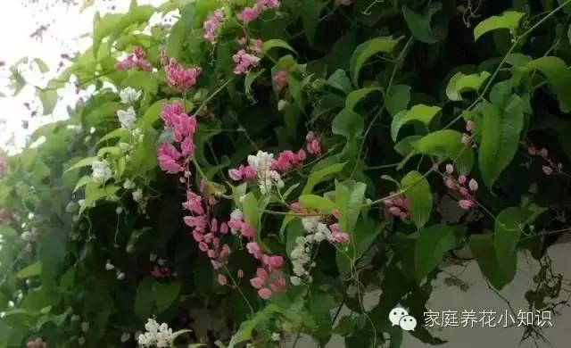 常用的十种藤本植物 打造美美的植物空间