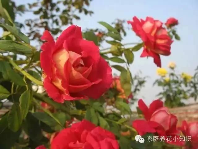 常用的十种藤本植物 打造美美的植物空间