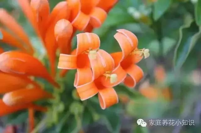 常用的十种藤本植物 打造美美的植物空间