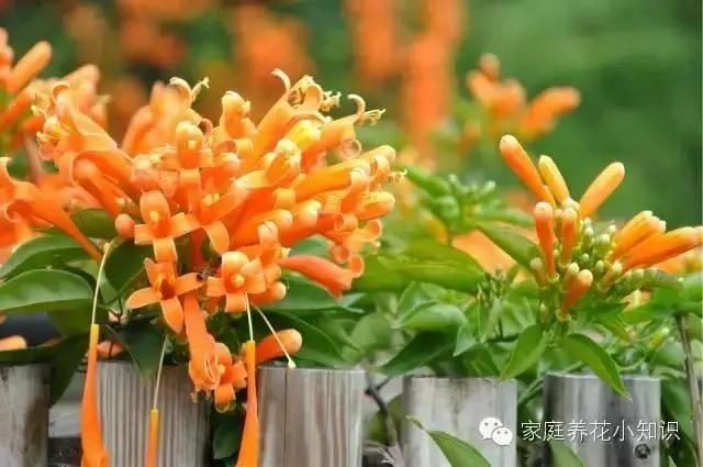 常用的十种藤本植物 打造美美的植物空间