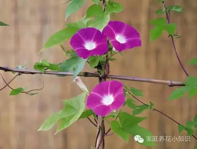 常用的十种藤本植物 打造美美的植物空间