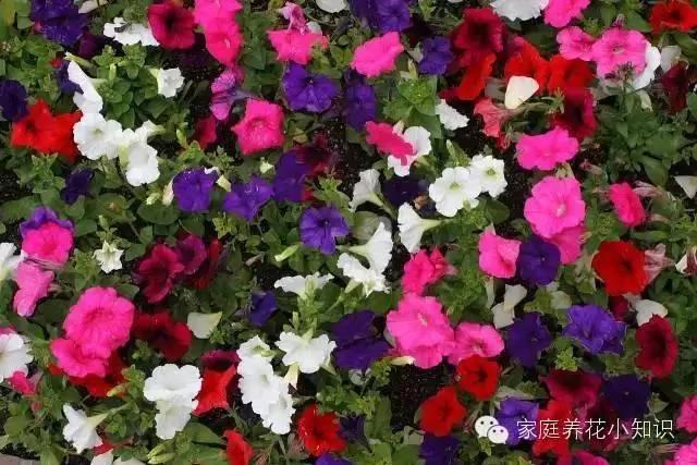 常用的十种藤本植物 打造美美的植物空间