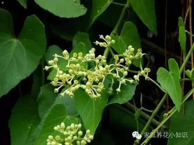 常用的十种藤本植物 打造美美的植物空间