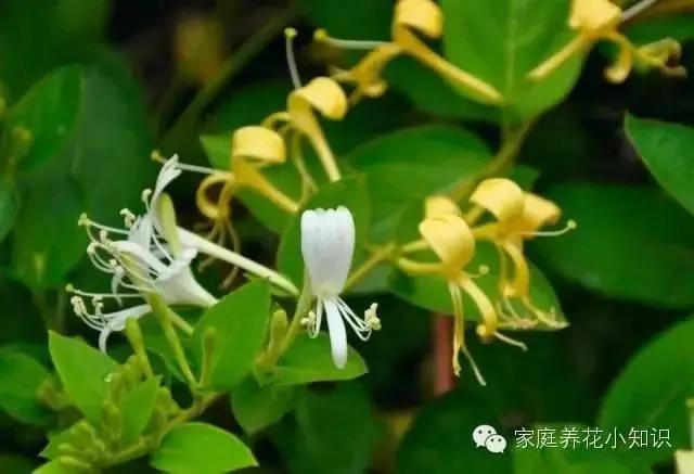 常用的十种藤本植物 打造美美的植物空间
