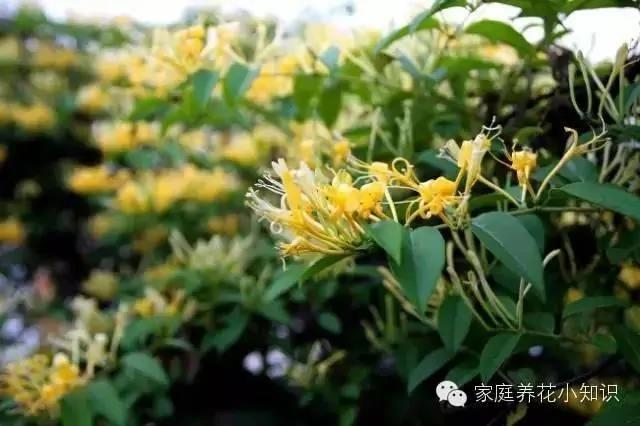 常用的十种藤本植物 打造美美的植物空间