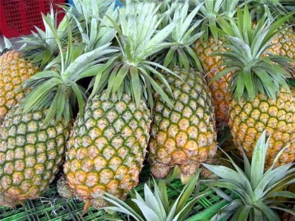 千万不要再把“凤梨顶端”丢掉 不然真的太傻了
