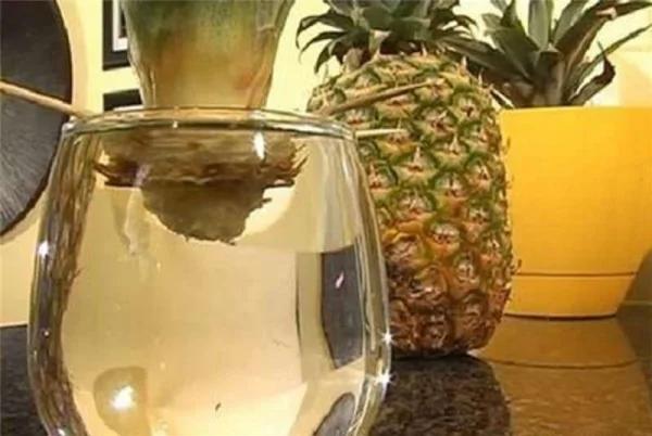 千万不要再把“凤梨顶端”丢掉 不然真的太傻了