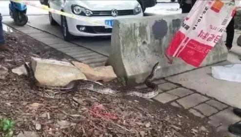 3米长大蟒蛇现身南宁街头 因天气转暖出来觅食