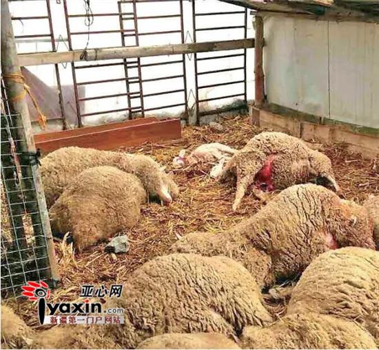 新疆霍城一雪豹咬死36只羊 吃太饱被困羊圈