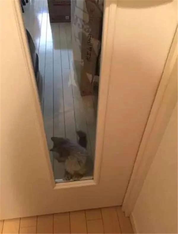 主人出门前猫狗离情依依十八相送 你还舍得出门吗?