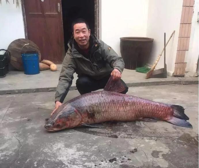 男子钓到百斤“巨无霸”乌青鱼 长达1.27米