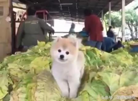 小博美狗狗在菜市场看摊 主人都要忙死了 它却在一旁歪脖子卖萌!