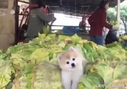 小博美狗狗在菜市场看摊 主人都要忙死了 它却在一旁歪脖子卖萌!