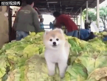 小博美狗狗在菜市场看摊 主人都要忙死了 它却在一旁歪脖子卖萌!