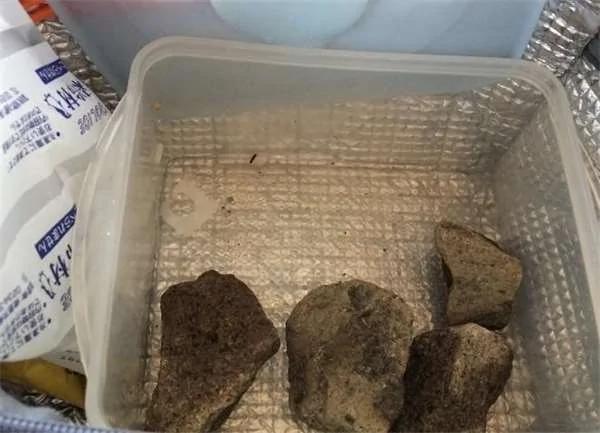 得罪了老婆别想跑!天天悲惨的便当菜色