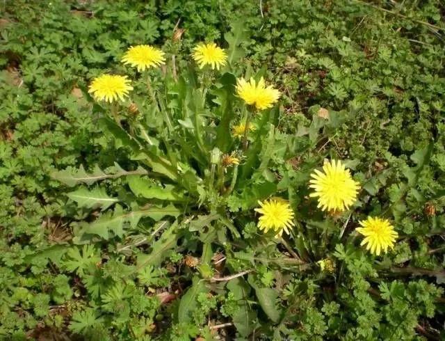 科学家发现:一味中药48小时可杀死98%癌细胞