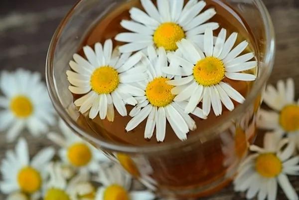 喝茶养生 但这5类人不要乱喝菊花茶