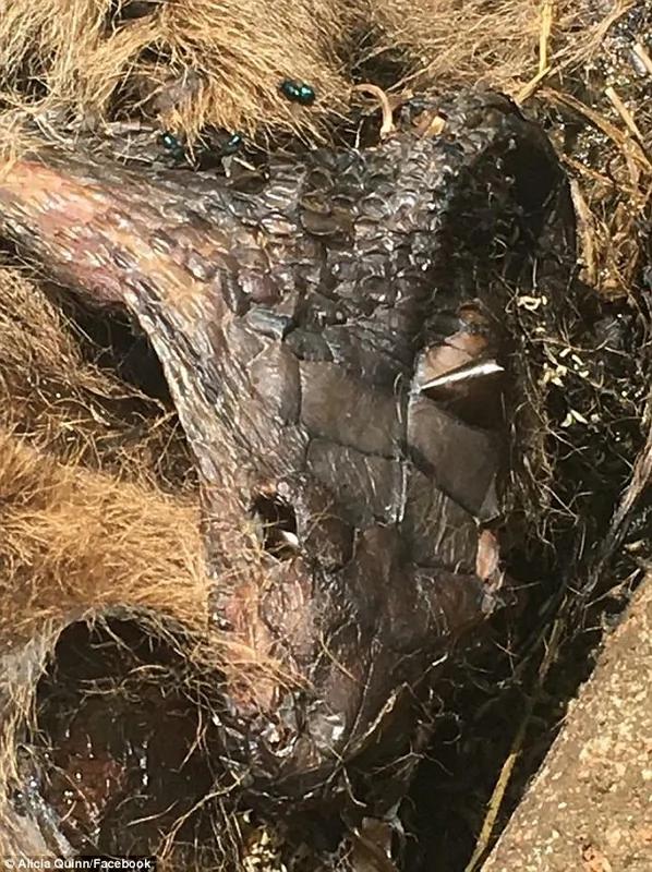 最后的晚餐!澳6米巨蟒活吞猎物因其体积过大被噎死!