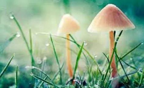 寡言是一种境界 一种修养