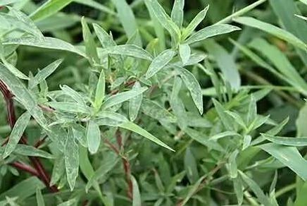对身体好的野菜你知道几样?
