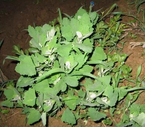 对身体好的野菜你知道几样?