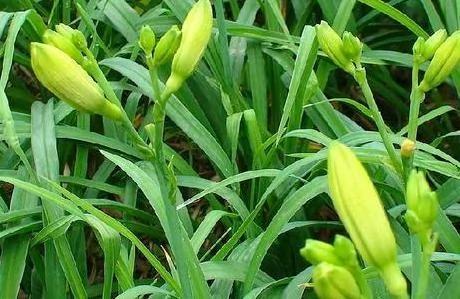 对身体好的野菜你知道几样?