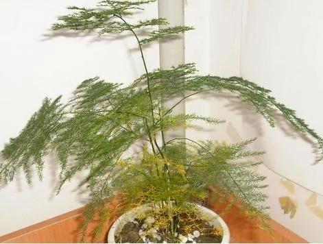 文竹养着老是叶子泛黄?老花农说养好它 这五点不能忘