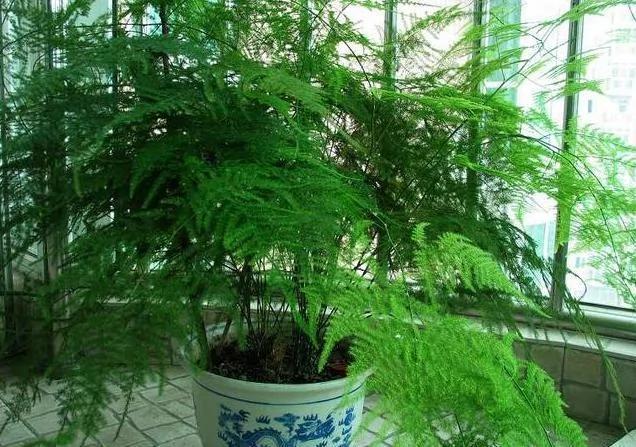 文竹养着老是叶子泛黄?老花农说养好它 这五点不能忘
