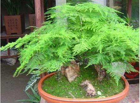 文竹养着老是叶子泛黄?老花农说养好它 这五点不能忘