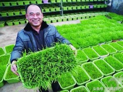 农民分享阳台盆栽韭菜的方法 一盆能吃一年 比买的美味多了