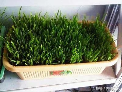 农民分享阳台盆栽韭菜的方法 一盆能吃一年 比买的美味多了