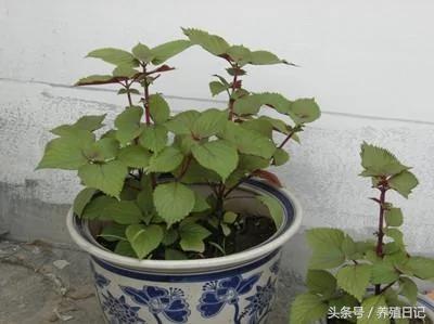 家种六盆花 药费不用花 好看还好养