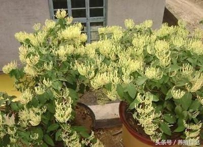 家种六盆花 药费不用花 好看还好养