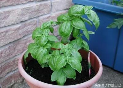 家种六盆花 药费不用花 好看还好养