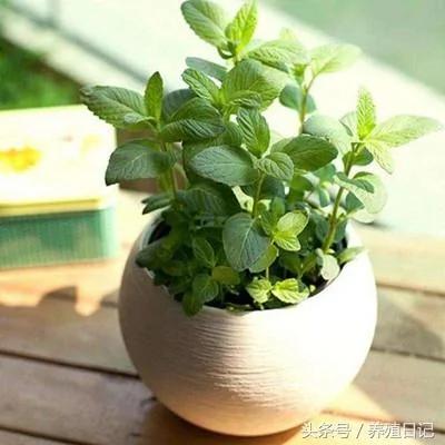 家种六盆花 药费不用花 好看还好养